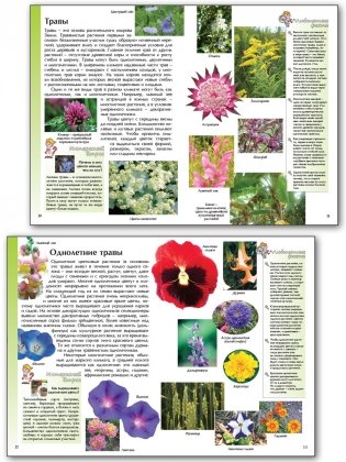 Цветковые растения фото книги 4