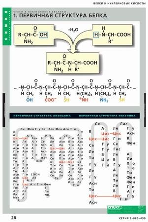 Комплект таблиц. Химия. Белки и нуклеиновые кислоты (8 таблиц) фото книги