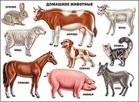 Плакат "Домашние животные" фото книги