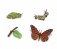 Набор фигурок "Жизненный цикл бабочки монарх" фото книги маленькое 2