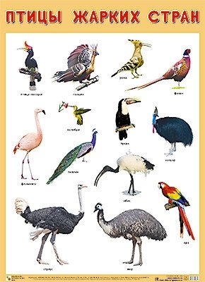Плакат "Птицы жарких стран" фото книги