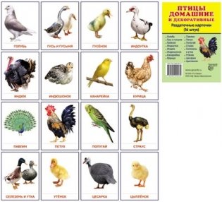 Демонстрационные картинки Супер. Птицы домашние и декоративные. 16 раздаточных карточек с текстом фото книги