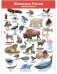 Комплект плакатов "Животные мира" фото книги маленькое 8