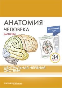 Анатомия человека. Центральная нервная система (34 карточки) фото книги