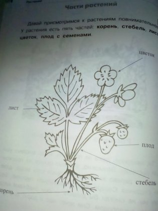 Растения: деревья, кустарники, травы фото книги 4
