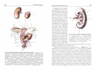 Анатомия человека. Учебник для фармацевтических факультетов фото книги 2