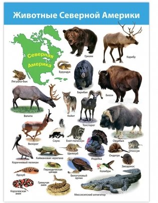 Комплект плакатов "Животные мира" фото книги 5