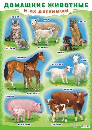 Плакат "Домашние животные и их детёныши", А2 фото книги