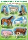 Плакат "Домашние животные и их детёныши", А2 фото книги маленькое 2