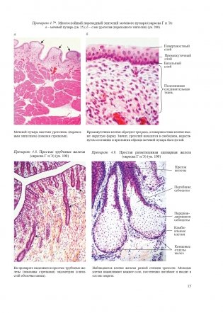 Гистология, цитология и эмбриология. Атлас учебных препаратов фото книги 14