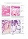 Гистология, цитология и эмбриология. Атлас учебных препаратов фото книги маленькое 15