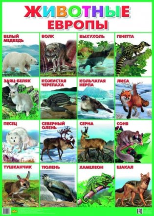 Животные Европы. Плакат фото книги