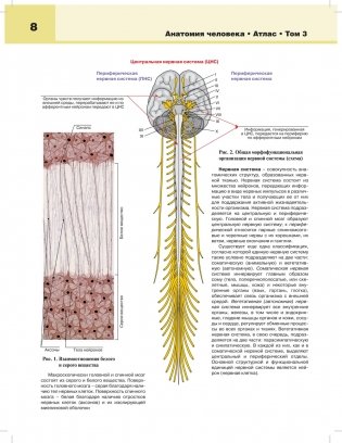 Анатомия человека: атлас. Учебное пособие. В 3-х томах. Том 3: Нервная система фото книги 5