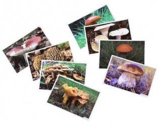Расскажите детям о грибах. Карточки для занятий в детском саду и дома. 3-7 лет фото книги 2