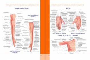 Большой атлас анатомии человека фото книги 7