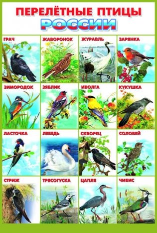 Перелетные птицы Росии. Плакат фото книги