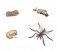Набор фигурок "Жизненный цикл комара" фото книги маленькое 2