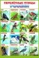Перелетные птицы Росии. Плакат фото книги маленькое 2