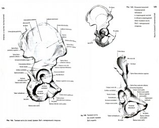 Анатомия человека. Атлас. Учебное пособие. В 3-х томах. Том 1: Учение о костях, соединениях костей и мышцах фото книги 2