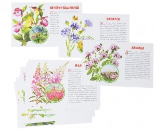Карточки "Полевые цветы" (в европакете) фото книги 3