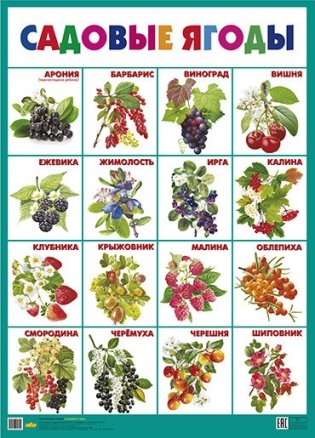 Садовые ягоды. Плакат фото книги