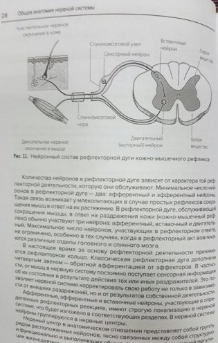 Анатомия нервной системы и органов чувств. Учебное пособие фото книги 2