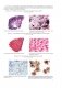 Гистология, цитология и эмбриология. Атлас учебных препаратов фото книги маленькое 11