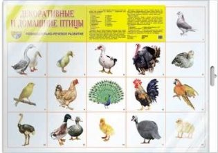 Демонстрационный плакат А2 "Декоративные и домашние птицы" (в пакете) фото книги