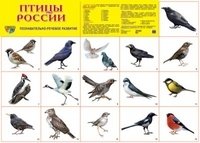 Демонстрационный плакат. Птицы России фото книги