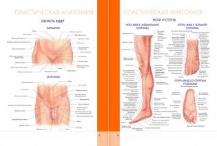 Большой атлас анатомии человека фото книги 8