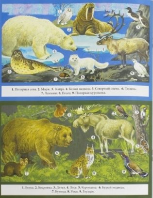 Животные: виды, особенности, места обитания фото книги 3
