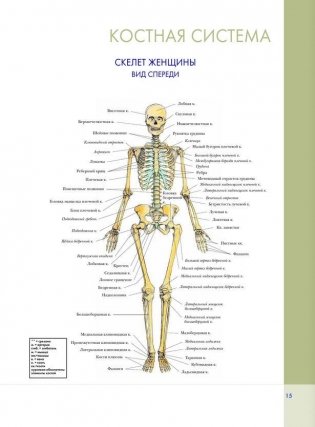 Большой атлас анатомии человека фото книги 9