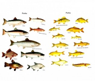 Экспертиза рыбы, рыбопродуктов и нерыбных объектов водного промысла. Качество и безопасность. Учебник фото книги 2