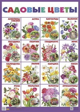 Плакат "Садовые цветы" фото книги