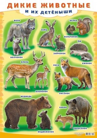 Плакат "Дикие животные и их детёныши", А2 фото книги
