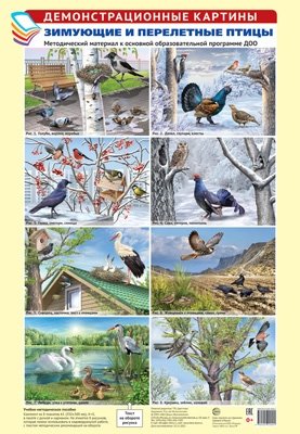 Демонстрационные картины А3. Зимующие и перелётные птицы фото книги