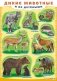 Плакат "Дикие животные и их детёныши", А2 фото книги маленькое 2