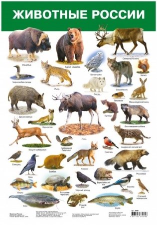 Плакат "Животные России" фото книги