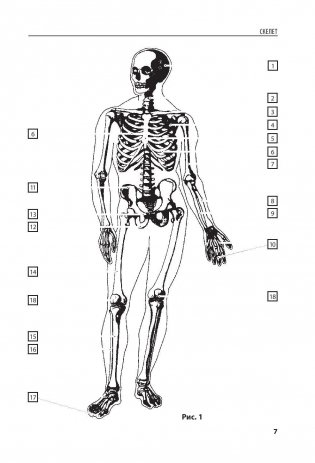 Анатомия человека. Компактный атлас-раскраска фото книги 6