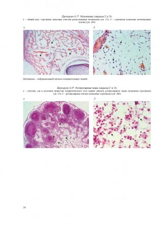 Гистология, цитология и эмбриология. Атлас учебных препаратов фото книги 17