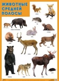 Животные средней полосы. Плакат фото книги