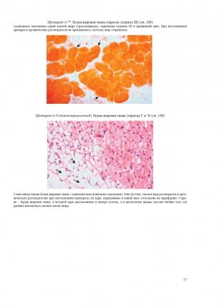 Гистология, цитология и эмбриология. Атлас учебных препаратов фото книги 18