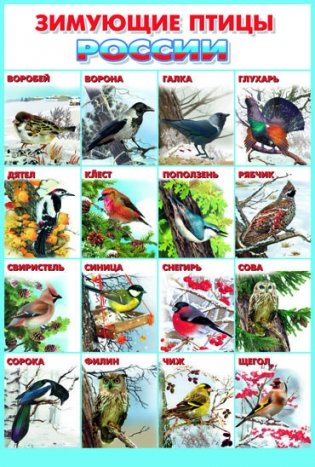 Зимующие птицы Росии. Плакат фото книги