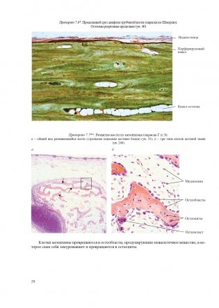 Гистология, цитология и эмбриология. Атлас учебных препаратов фото книги 21