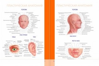 Большой атлас анатомии человека фото книги 6
