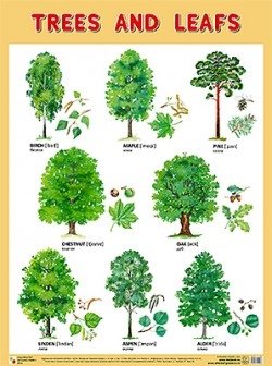 Плакат. Trees and Leafs (Деревья и листья) фото книги