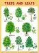 Плакат. Trees and Leafs (Деревья и листья) фото книги маленькое 2