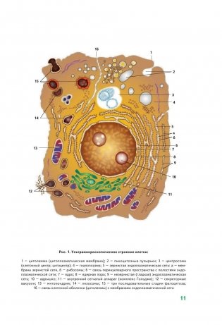 Анатомия человека фото книги 11