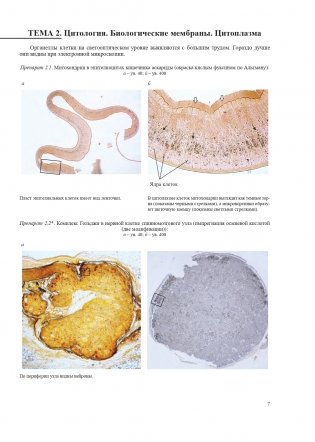 Гистология, цитология и эмбриология. Атлас учебных препаратов фото книги 8