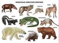 Животные Северной Америки. Плакат фото книги
